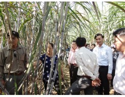 Hội nghị đầu bờ và tổng kết mô hình sử dụng phân bón  Tiến Nông chuyên dùng cho cây mía